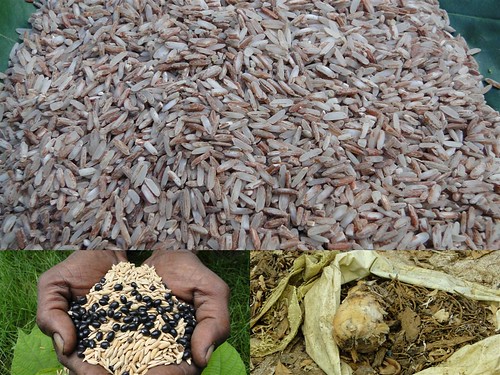 Indigenous Medicinal Rice Formulations for Kidney, Heart and Spleen Diseases and Cancer and Diabetes Complications (TH Group-117 special) from Pankaj Oudhia’s Medicinal Plant Database by Pankaj Oudhia