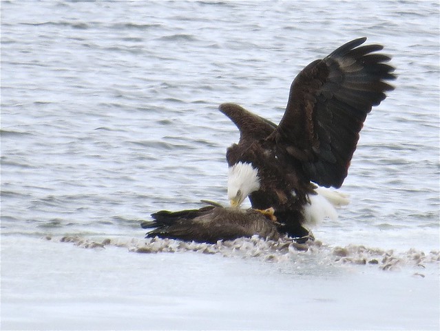 Bald Eagle Eating Canada Goose at Evergreen Lake in Woodford County