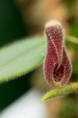 Dresslerella species