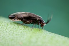 Psocoptera (Vietnam)