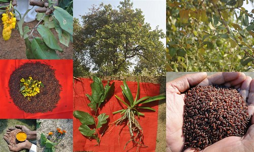 Validated and Potential Medicinal Rice Formulations for High Blood Pressure (Hypertension) with Diabetes mellitus Type 2 (डायबीटीज) Complications (TH Group-344 special) from Pankaj Oudhia’s Medicinal Plant Database by Pankaj Oudhia