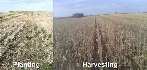 Mark Jennings plants corn using no-till, and this harvest is the result.