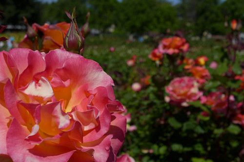 115/365: San Jose Rose Garden by doglington