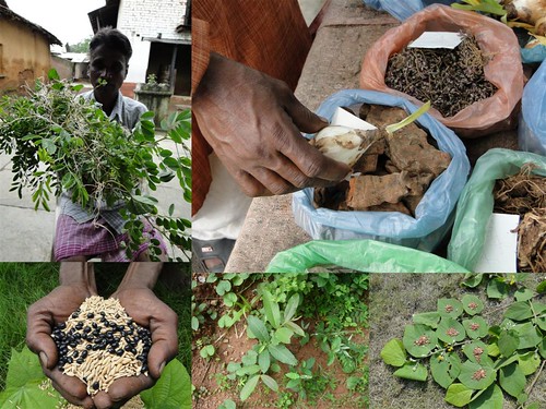 Medicinal Rice Formulations for Diabetes and Cancer Complications, Heart and Kidney Diseases (TH Group-99) from Pankaj Oudhia’s Medicinal Plant Database by Pankaj Oudhia
