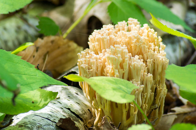 Coral Fungi, Mushroom, Forest