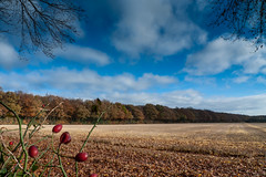 Buckland Woods, St Leonards, Cholesbury, Buckinghamshire