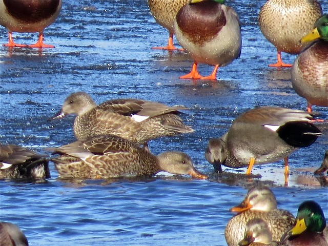 Gadwall and Mallard at the Kenneth L. Schroeder Wildlife Sanctuary in McLean County, IL 18