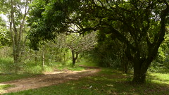 Floresta Nacional de Ipanema ~ Ipanema Forest