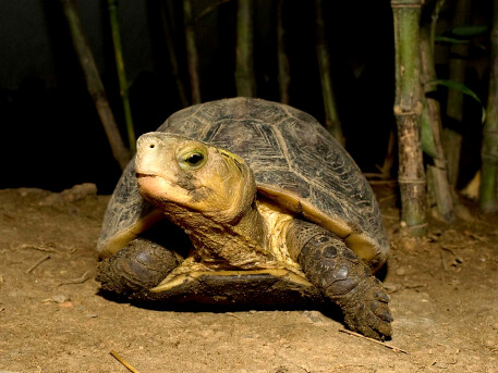 翡翠水庫的食蛇龜(照片提供：翡翠水庫管理局)