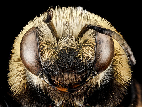 Melissodes dentiventris, F, face, Maryland, Anne Arundel County_2013-04-11-14.19.55 ZS PMax