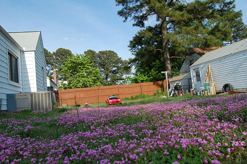 Walking the Dog (Flower Backyard)(May 10 2013)
