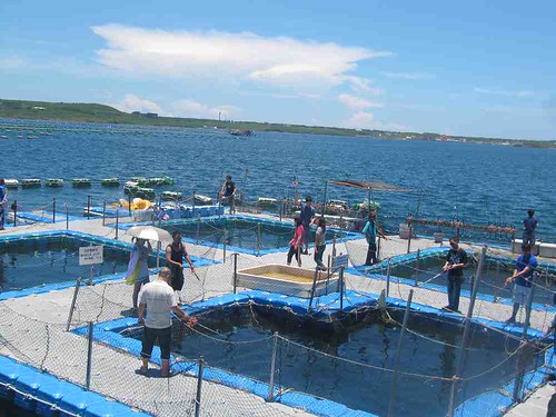 13-2013澎湖-海洋牧場-垂釣體驗