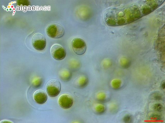 小球藻（Chlorella）。出處：AlgaeBase，拍攝者：Karl Bruun