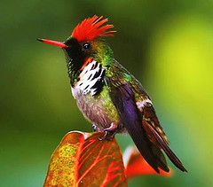 The Frilled Coquette (Lophornis magnificus) by ricogloster