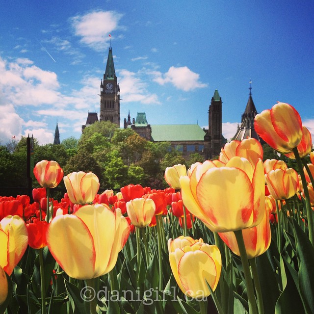 Peace Tower and tulips redux