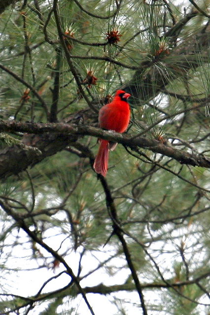 cardinalspring - 21