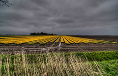 2012 04 28 Noordoostpolder Tulpenroute