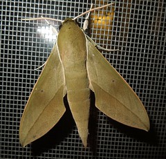 Hawk moth (Theretra clotho) (x2)