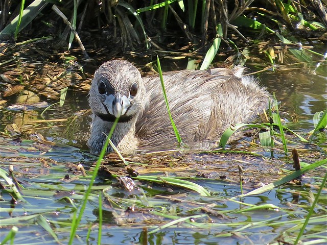Pied-billed Grebe in McLean County, IL 03