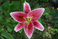 Lilies/Lys, Hémérocalles (Lillium, Hemerocallis)