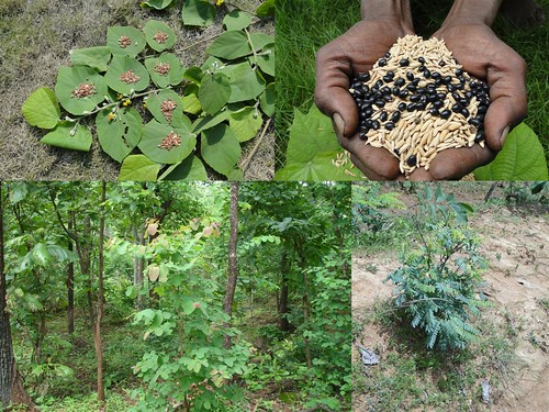 Indigenous Medicinal Rice Formulations for Diabetes and Cancer Complications, Heart and Kidney Diseases (TH Group-103 special) from Pankaj Oudhia’s Medicinal Plant Database by Pankaj Oudhia