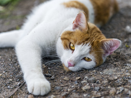 Friendly white and brown kitty by Tambako the Jaguar