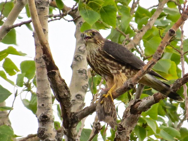 Merlin with House Sparrow Prey in Gridley, IL 24