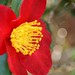 Red Camellia Flowers - 7