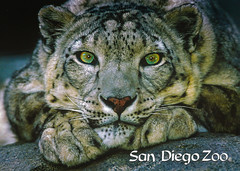 San Diego Zoos & Wildlife