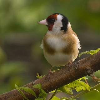 Goldfinch 13