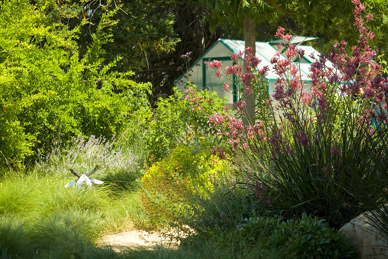Dudan Garden Kangaroo paw