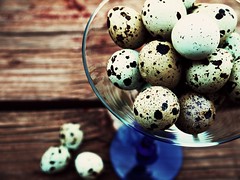 quail egg study