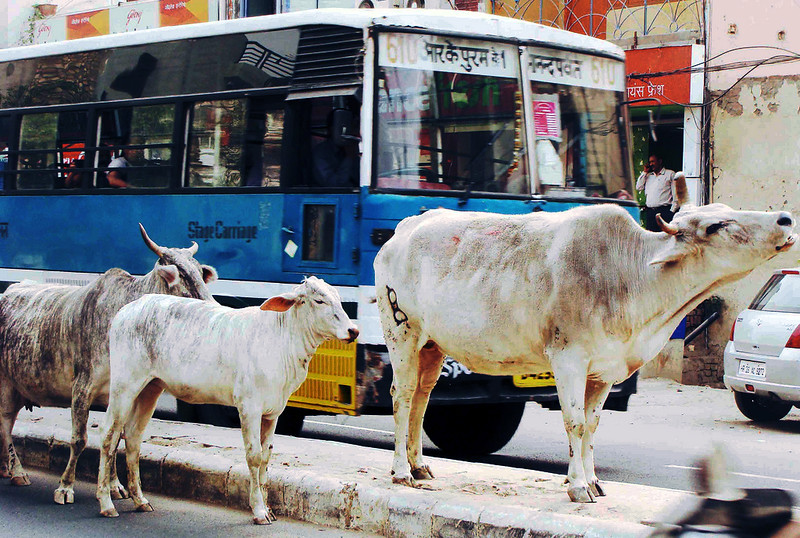 City Notice - Job Vacancy for Cow Eaters, Shahpur Jat