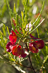 hiltaba flora survey 2013