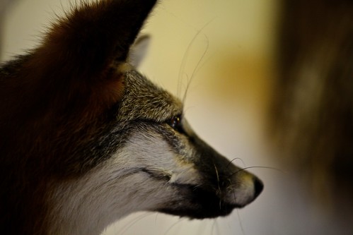 fox profile
