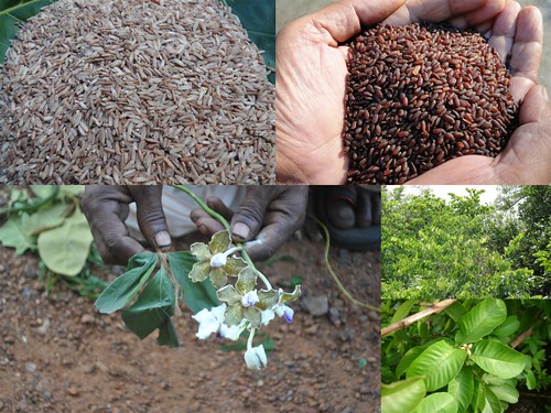 Validated and Promising Medicinal Rice Formulations for Diabetes (Madhumeha) and Cancer Complications and Revitalization of Kidney (TH Group-152) from Pankaj Oudhia’s Medicinal Plant Database by Pankaj Oudhia