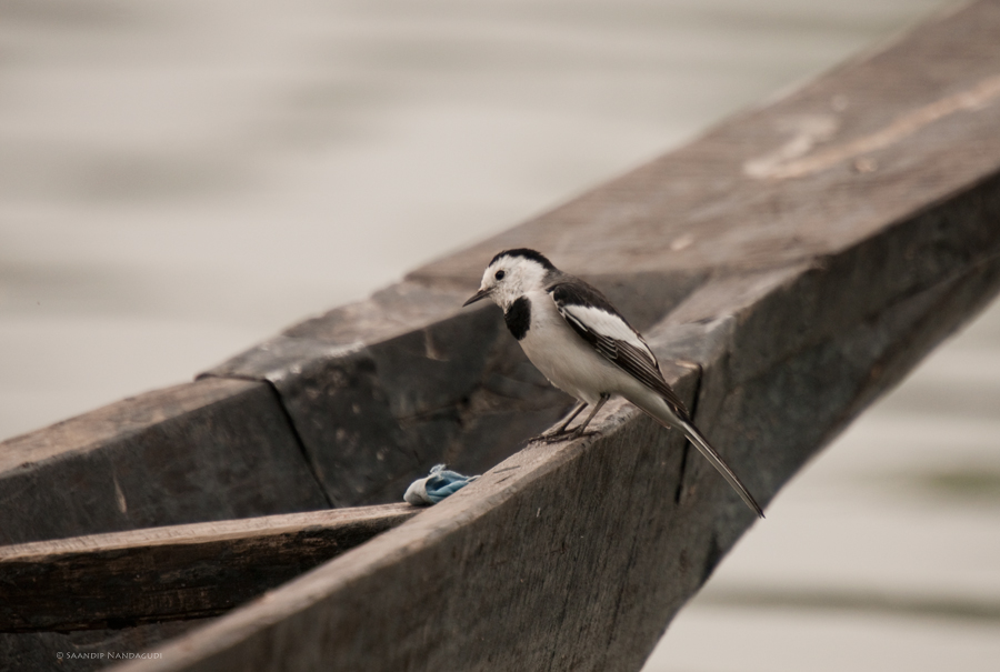 White-Wagtail-Dipol-Beer