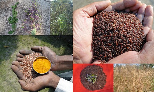 Validated and Potential Medicinal Rice Formulations for High Blood Pressure (उच्च रक्तचाप) with Diabetes mellitus Type 2 (डायबीटीज) Complications (TH Group-342 special) from Pankaj Oudhia’s Medicinal Plant Database by Pankaj Oudhia