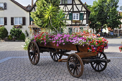 Alsace (Scherwiller)
