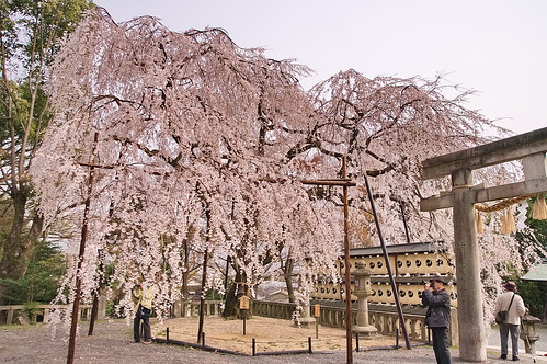 【写真】桜 : 大石神社