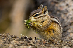Eating Golden Mantled Ground Squirrel @ Yellowstone NP, WY, USA