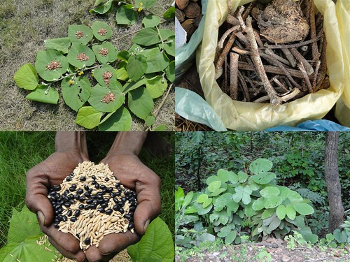 Medicinal Rice Formulations for Diabetes Complications, Heart and Kidney Diseases (TH Group-92) from Pankaj Oudhia’s Medicinal Plant Database by Pankaj Oudhia