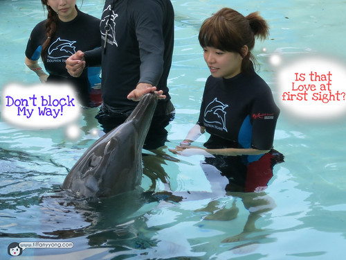 dolphin interaction program