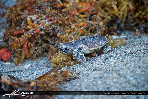 Baby Sea Turtle at Beach Crawling Over Seaweed by Captain Kimo