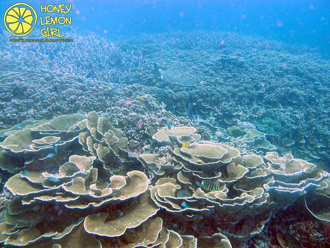 5D4N_Tioman Island_Diving-024