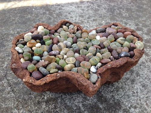Lithops repotting June 2013 by Reggie1