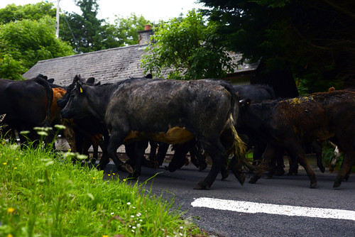 Cows Crossing