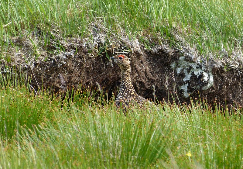 P1050366_2 - Red Grouse, Isle of Mull