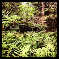 A break in the wall and a wide path of ferns. I wonder.....  Morning walk #9 #ilovethecabin