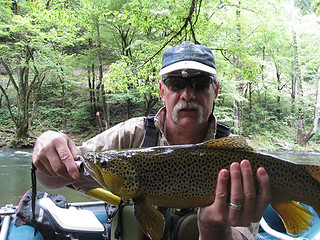 Beautiful brown trout